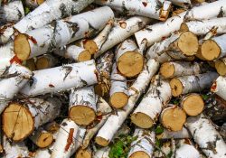 FAQ sur le bois de chauffage en grume